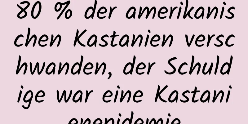 80 % der amerikanischen Kastanien verschwanden, der Schuldige war eine Kastanienepidemie