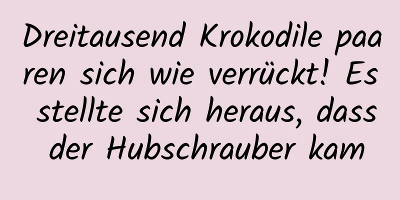Dreitausend Krokodile paaren sich wie verrückt! Es stellte sich heraus, dass der Hubschrauber kam