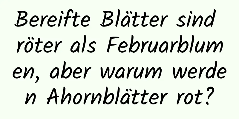 Bereifte Blätter sind röter als Februarblumen, aber warum werden Ahornblätter rot?