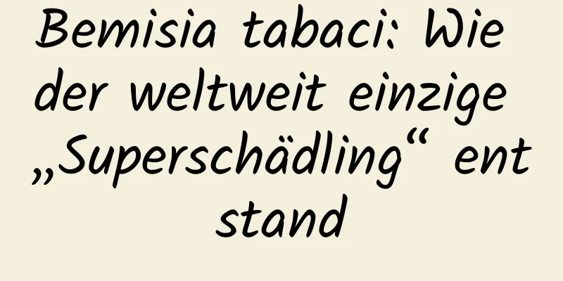 Bemisia tabaci: Wie der weltweit einzige „Superschädling“ entstand