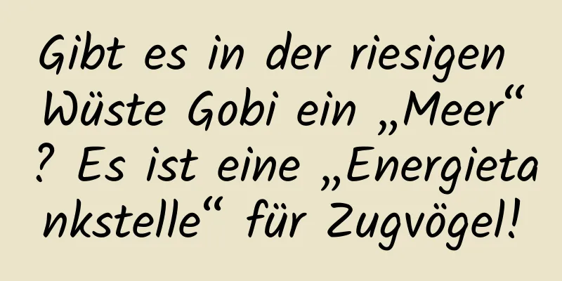 Gibt es in der riesigen Wüste Gobi ein „Meer“? Es ist eine „Energietankstelle“ für Zugvögel!