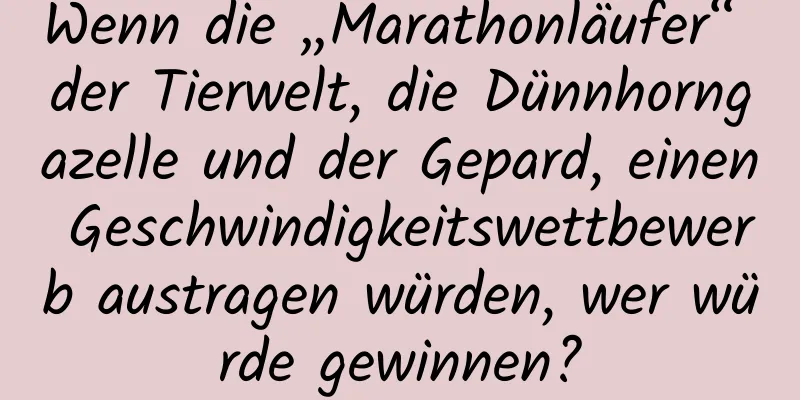 Wenn die „Marathonläufer“ der Tierwelt, die Dünnhorngazelle und der Gepard, einen Geschwindigkeitswettbewerb austragen würden, wer würde gewinnen?