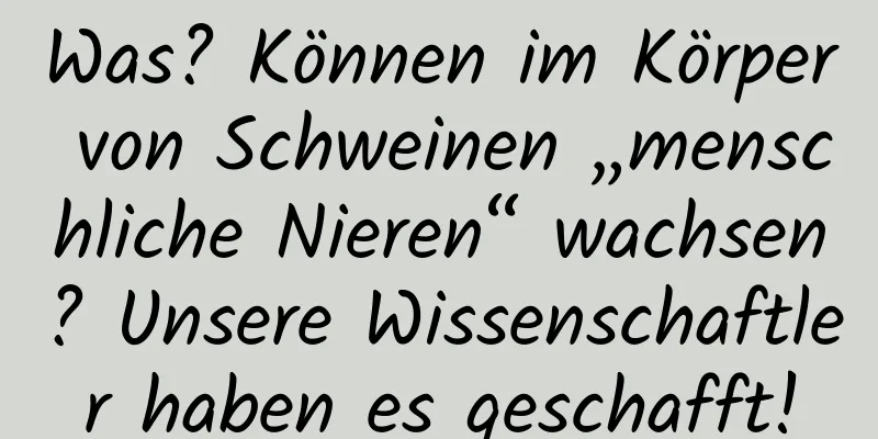 Was? Können im Körper von Schweinen „menschliche Nieren“ wachsen? Unsere Wissenschaftler haben es geschafft!