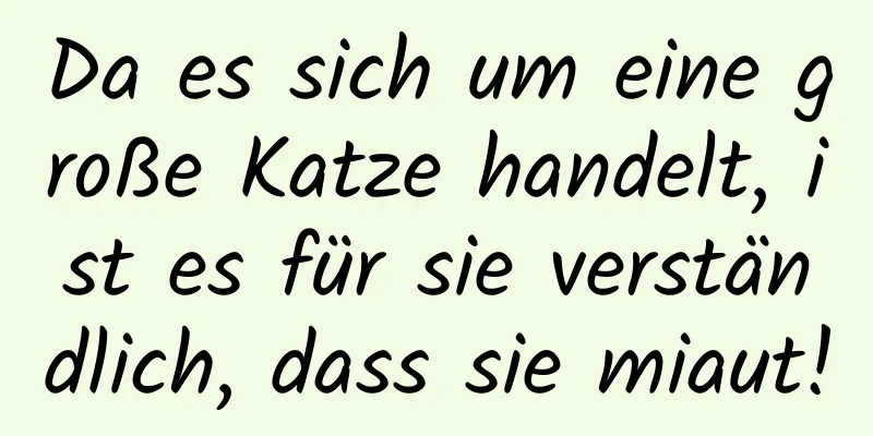 Da es sich um eine große Katze handelt, ist es für sie verständlich, dass sie miaut!