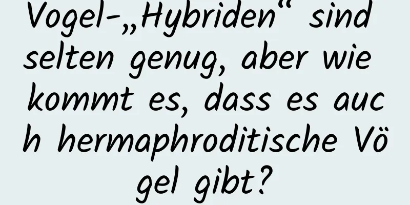 Vogel-„Hybriden“ sind selten genug, aber wie kommt es, dass es auch hermaphroditische Vögel gibt?