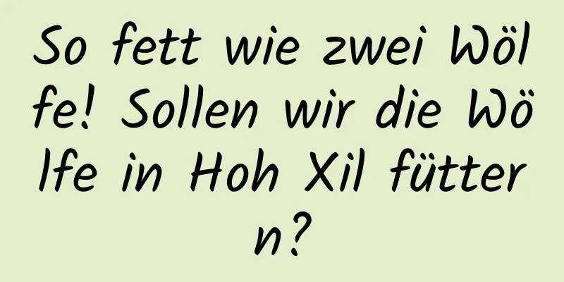 So fett wie zwei Wölfe! Sollen wir die Wölfe in Hoh Xil füttern?