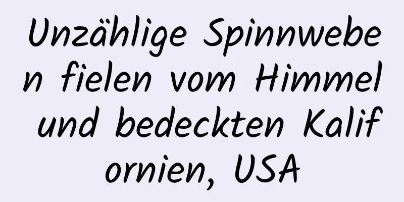 Unzählige Spinnweben fielen vom Himmel und bedeckten Kalifornien, USA