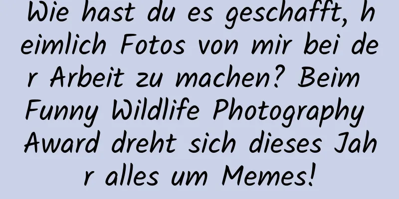Wie hast du es geschafft, heimlich Fotos von mir bei der Arbeit zu machen? Beim Funny Wildlife Photography Award dreht sich dieses Jahr alles um Memes!