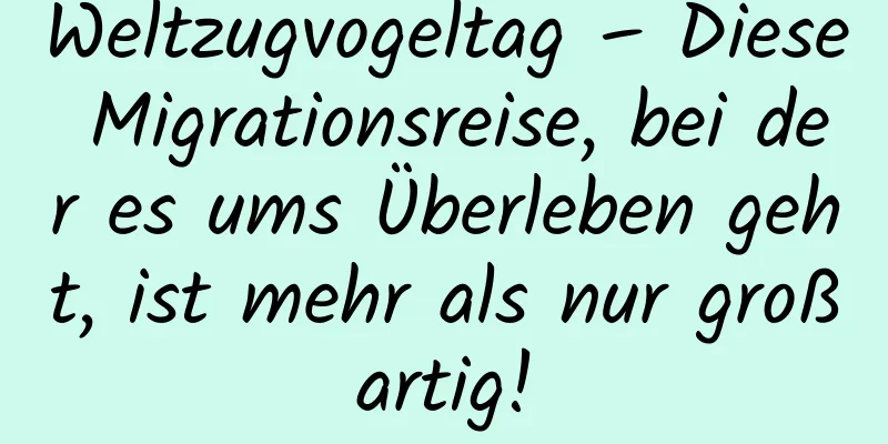 Weltzugvogeltag – Diese Migrationsreise, bei der es ums Überleben geht, ist mehr als nur großartig!