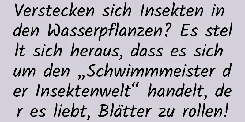 Verstecken sich Insekten in den Wasserpflanzen? Es stellt sich heraus, dass es sich um den „Schwimmmeister der Insektenwelt“ handelt, der es liebt, Blätter zu rollen!