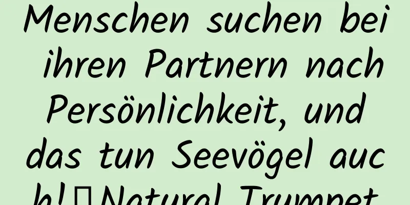 Menschen suchen bei ihren Partnern nach Persönlichkeit, und das tun Seevögel auch!丨Natural Trumpet