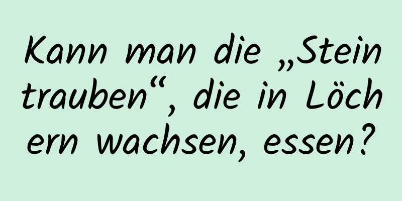 Kann man die „Steintrauben“, die in Löchern wachsen, essen?