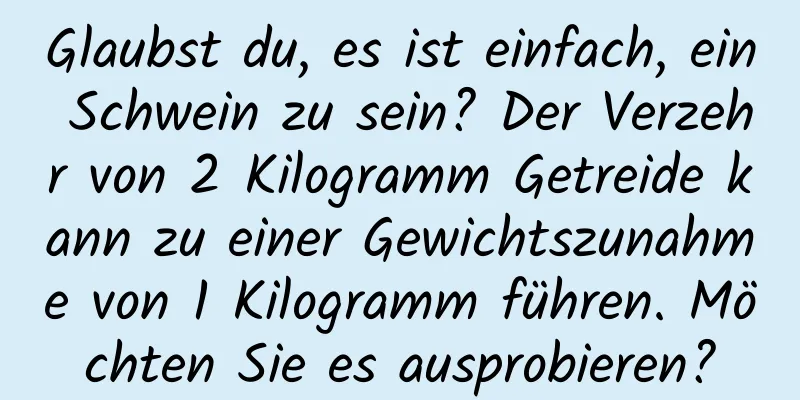 Glaubst du, es ist einfach, ein Schwein zu sein? Der Verzehr von 2 Kilogramm Getreide kann zu einer Gewichtszunahme von 1 Kilogramm führen. Möchten Sie es ausprobieren?