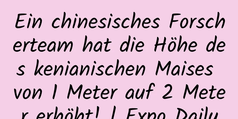 Ein chinesisches Forscherteam hat die Höhe des kenianischen Maises von 1 Meter auf 2 Meter erhöht! | Expo Daily