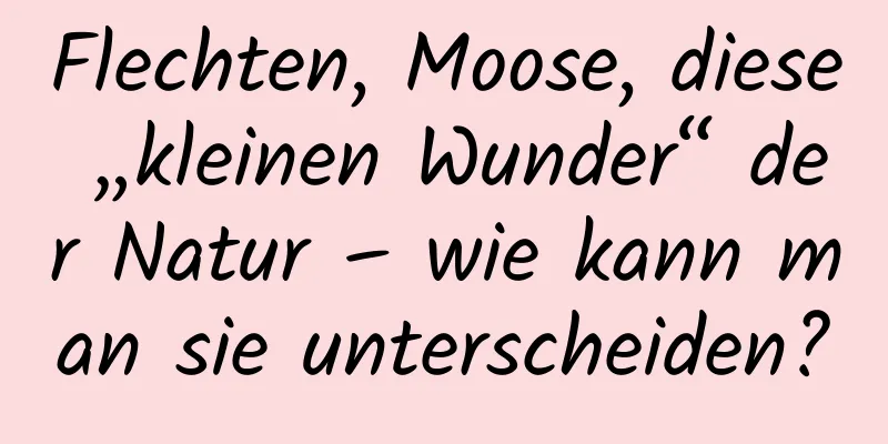 Flechten, Moose, diese „kleinen Wunder“ der Natur – wie kann man sie unterscheiden?
