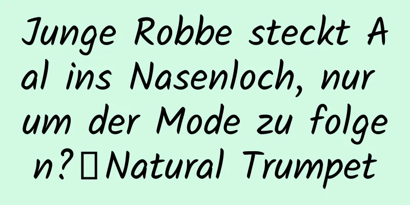 Junge Robbe steckt Aal ins Nasenloch, nur um der Mode zu folgen?丨Natural Trumpet