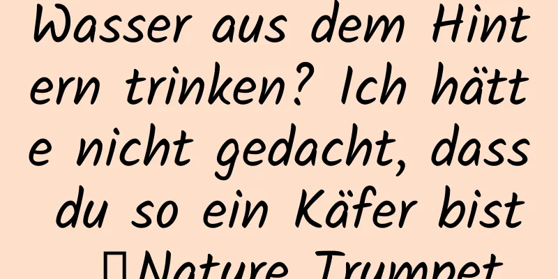 Wasser aus dem Hintern trinken? Ich hätte nicht gedacht, dass du so ein Käfer bist…｜Nature Trumpet