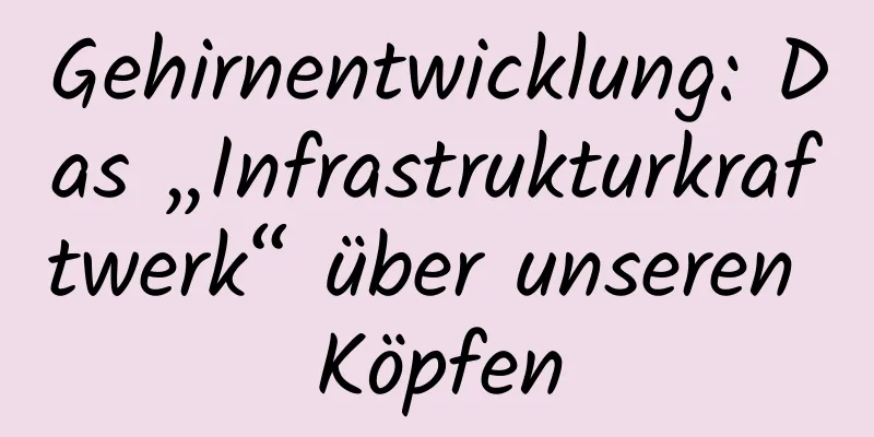 Gehirnentwicklung: Das „Infrastrukturkraftwerk“ über unseren Köpfen