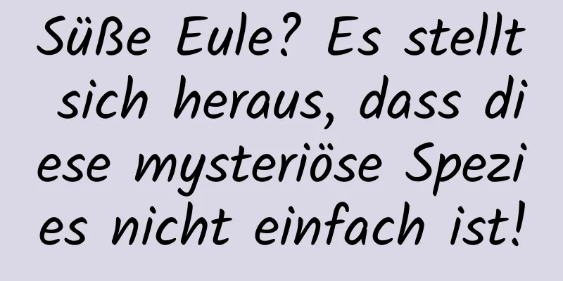 Süße Eule? Es stellt sich heraus, dass diese mysteriöse Spezies nicht einfach ist!