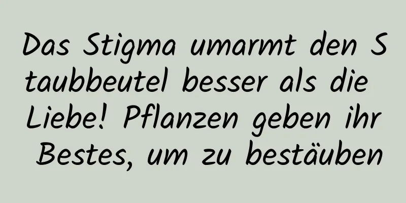 Das Stigma umarmt den Staubbeutel besser als die Liebe! Pflanzen geben ihr Bestes, um zu bestäuben