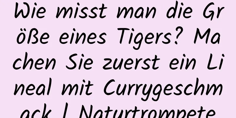 Wie misst man die Größe eines Tigers? Machen Sie zuerst ein Lineal mit Currygeschmack | Naturtrompete