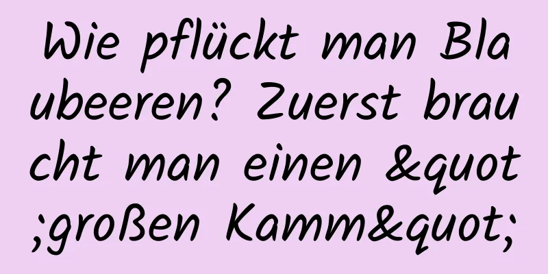 Wie pflückt man Blaubeeren? Zuerst braucht man einen "großen Kamm"