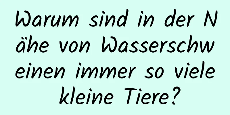 Warum sind in der Nähe von Wasserschweinen immer so viele kleine Tiere?