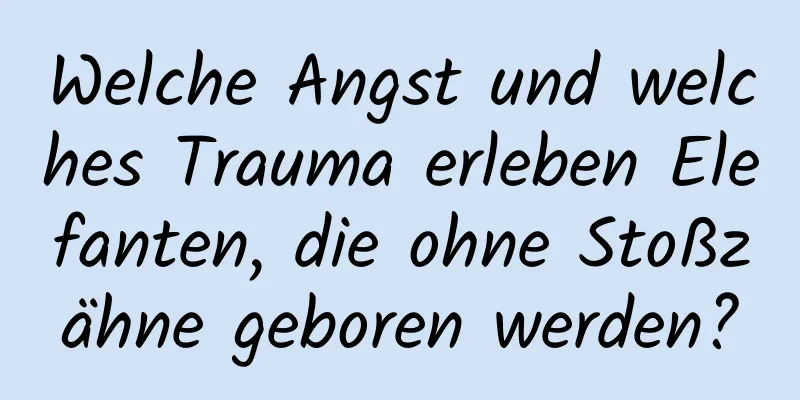 Welche Angst und welches Trauma erleben Elefanten, die ohne Stoßzähne geboren werden?