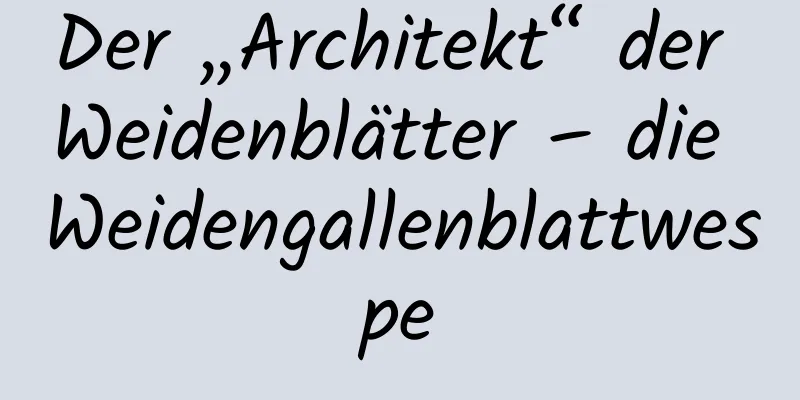 Der „Architekt“ der Weidenblätter – die Weidengallenblattwespe