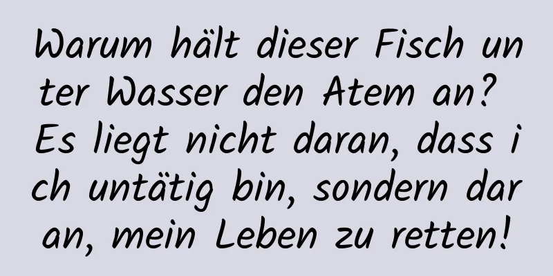 Warum hält dieser Fisch unter Wasser den Atem an? Es liegt nicht daran, dass ich untätig bin, sondern daran, mein Leben zu retten!