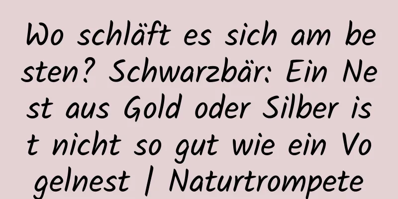 Wo schläft es sich am besten? Schwarzbär: Ein Nest aus Gold oder Silber ist nicht so gut wie ein Vogelnest | Naturtrompete