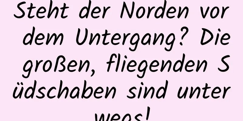 Steht der Norden vor dem Untergang? Die großen, fliegenden Südschaben sind unterwegs!
