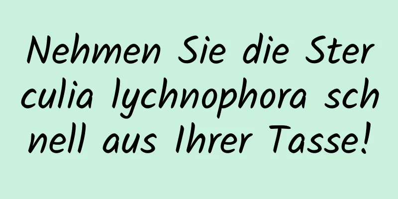 Nehmen Sie die Sterculia lychnophora schnell aus Ihrer Tasse!