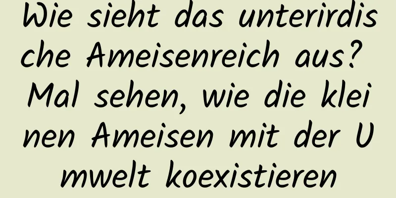 Wie sieht das unterirdische Ameisenreich aus? Mal sehen, wie die kleinen Ameisen mit der Umwelt koexistieren