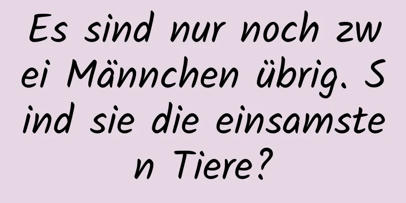 Es sind nur noch zwei Männchen übrig. Sind sie die einsamsten Tiere?