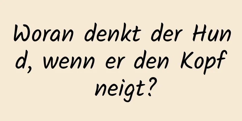 Woran denkt der Hund, wenn er den Kopf neigt?
