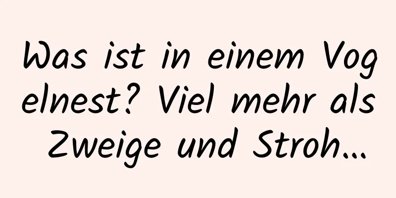 Was ist in einem Vogelnest? Viel mehr als Zweige und Stroh…