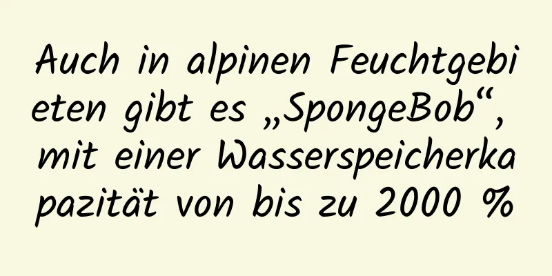 Auch in alpinen Feuchtgebieten gibt es „SpongeBob“, mit einer Wasserspeicherkapazität von bis zu 2000 %