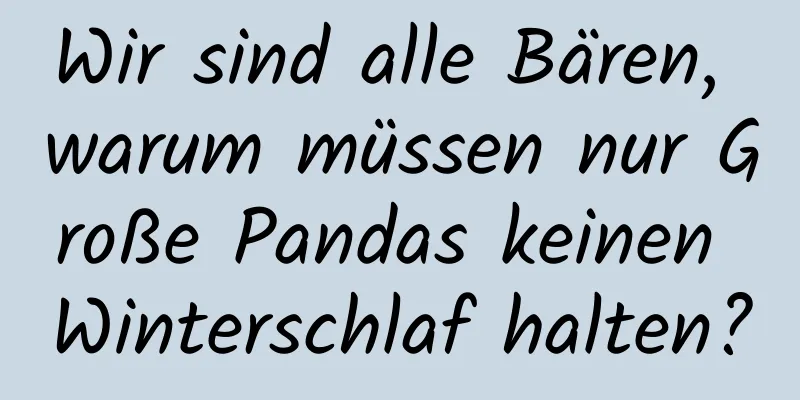 Wir sind alle Bären, warum müssen nur Große Pandas keinen Winterschlaf halten?