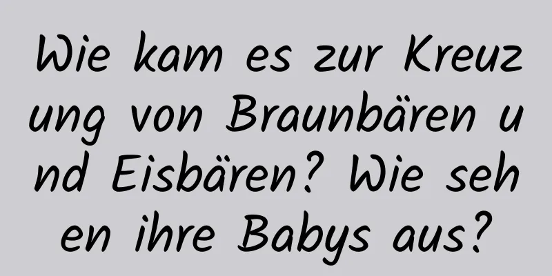 Wie kam es zur Kreuzung von Braunbären und Eisbären? Wie sehen ihre Babys aus?