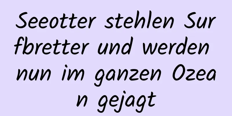 Seeotter stehlen Surfbretter und werden nun im ganzen Ozean gejagt