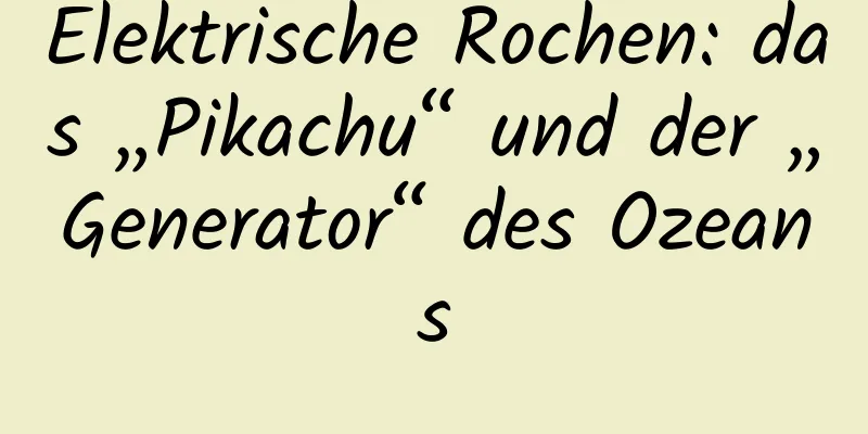 Elektrische Rochen: das „Pikachu“ und der „Generator“ des Ozeans