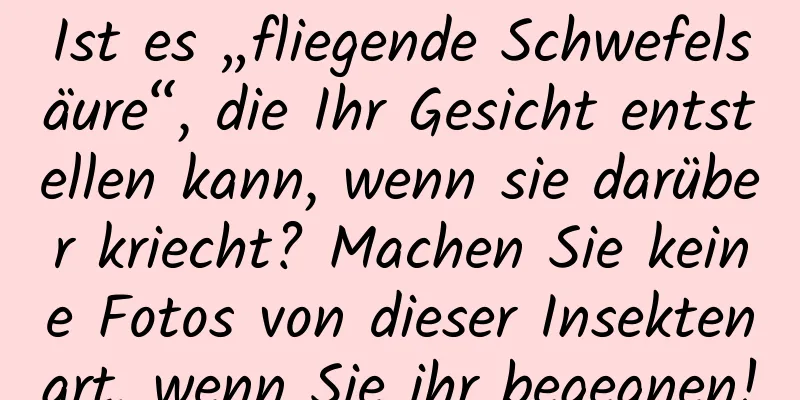 Ist es „fliegende Schwefelsäure“, die Ihr Gesicht entstellen kann, wenn sie darüber kriecht? Machen Sie keine Fotos von dieser Insektenart, wenn Sie ihr begegnen!
