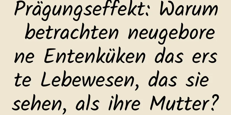 Prägungseffekt: Warum betrachten neugeborene Entenküken das erste Lebewesen, das sie sehen, als ihre Mutter?