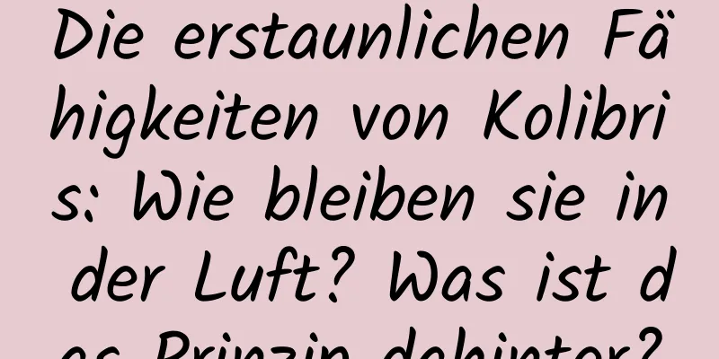 Die erstaunlichen Fähigkeiten von Kolibris: Wie bleiben sie in der Luft? Was ist das Prinzip dahinter?