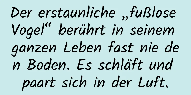 Der erstaunliche „fußlose Vogel“ berührt in seinem ganzen Leben fast nie den Boden. Es schläft und paart sich in der Luft.