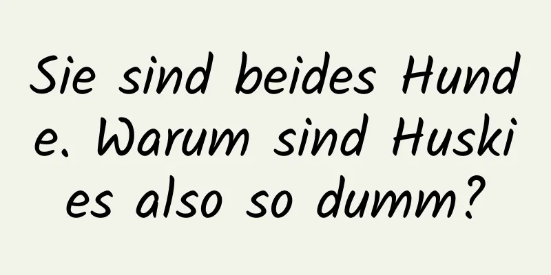 Sie sind beides Hunde. Warum sind Huskies also so dumm?