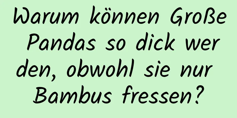 Warum können Große Pandas so dick werden, obwohl sie nur Bambus fressen?