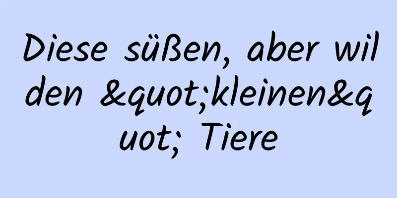 Diese süßen, aber wilden "kleinen" Tiere