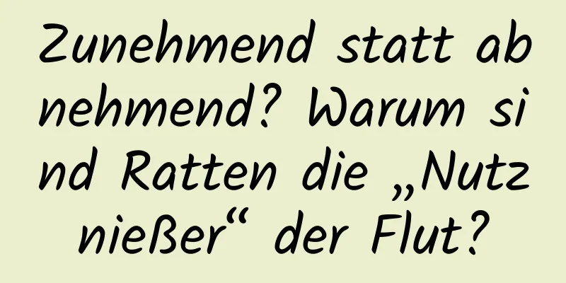 Zunehmend statt abnehmend? Warum sind Ratten die „Nutznießer“ der Flut?